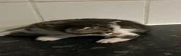 Mixed Breed cats for sale: 5 adorable kittens waiting for a good homes - Advert 3