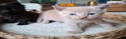 Mixed Breed cats for sale: FLUFFY MAINE COON CROSS KITTENS - Advert 23