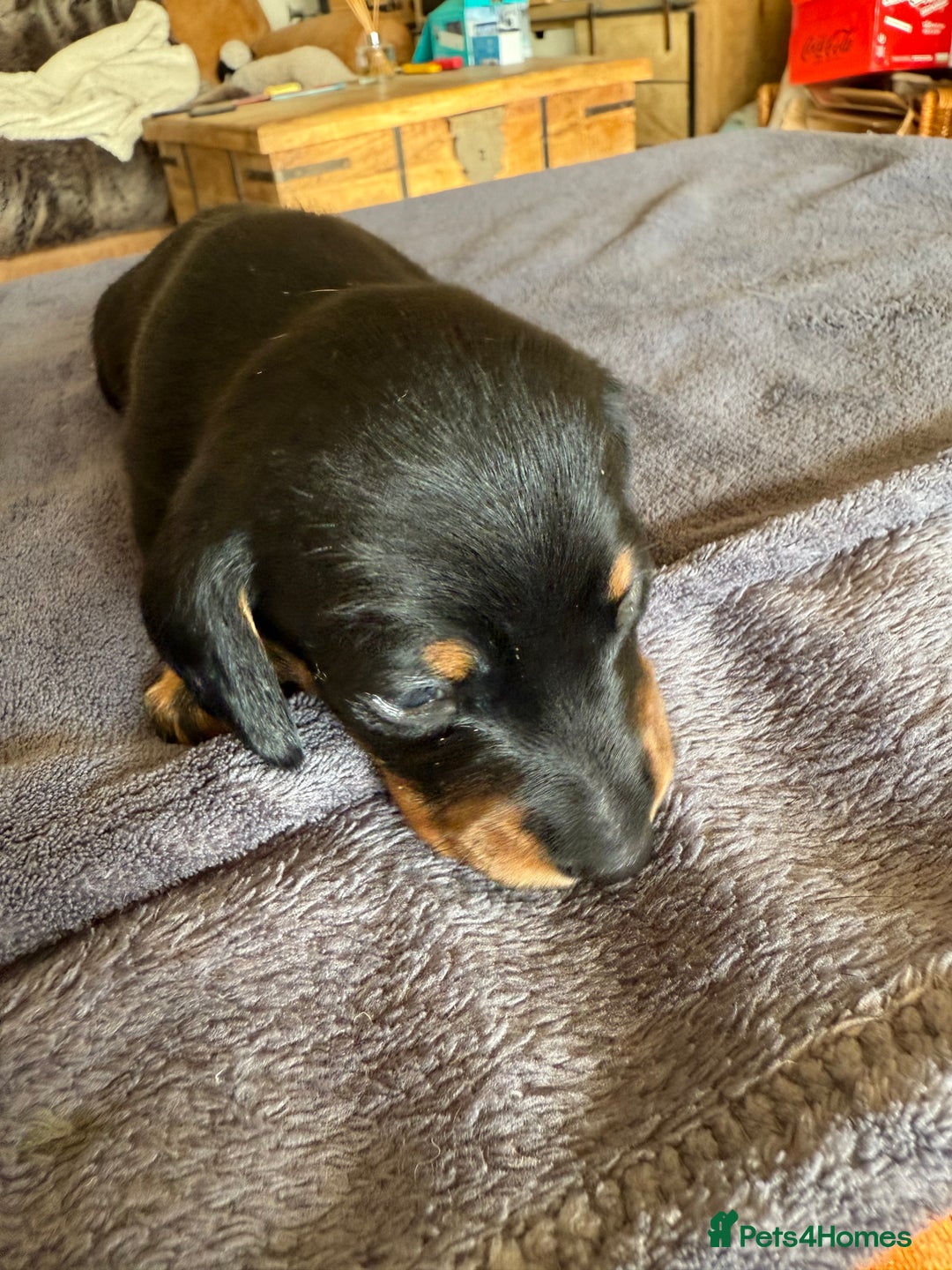 Dachshund dogs for sale: Dachshund puppies looking for new family  - Image 6