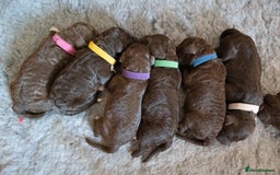 Lagotto Romagnolo dogs for sale: Lagotto Romagnolo Puppies - Pedigree KC Litter - Image 2