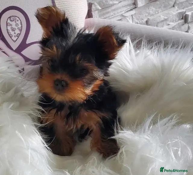 Yorkshire Terrier dogs Friendly Yorkshire Terrier puppies - Advert 4