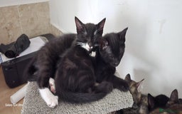 Mixed Breed cats for sale: Adorable Kittens Ready for Their New Homes! 🐾 - Image 5