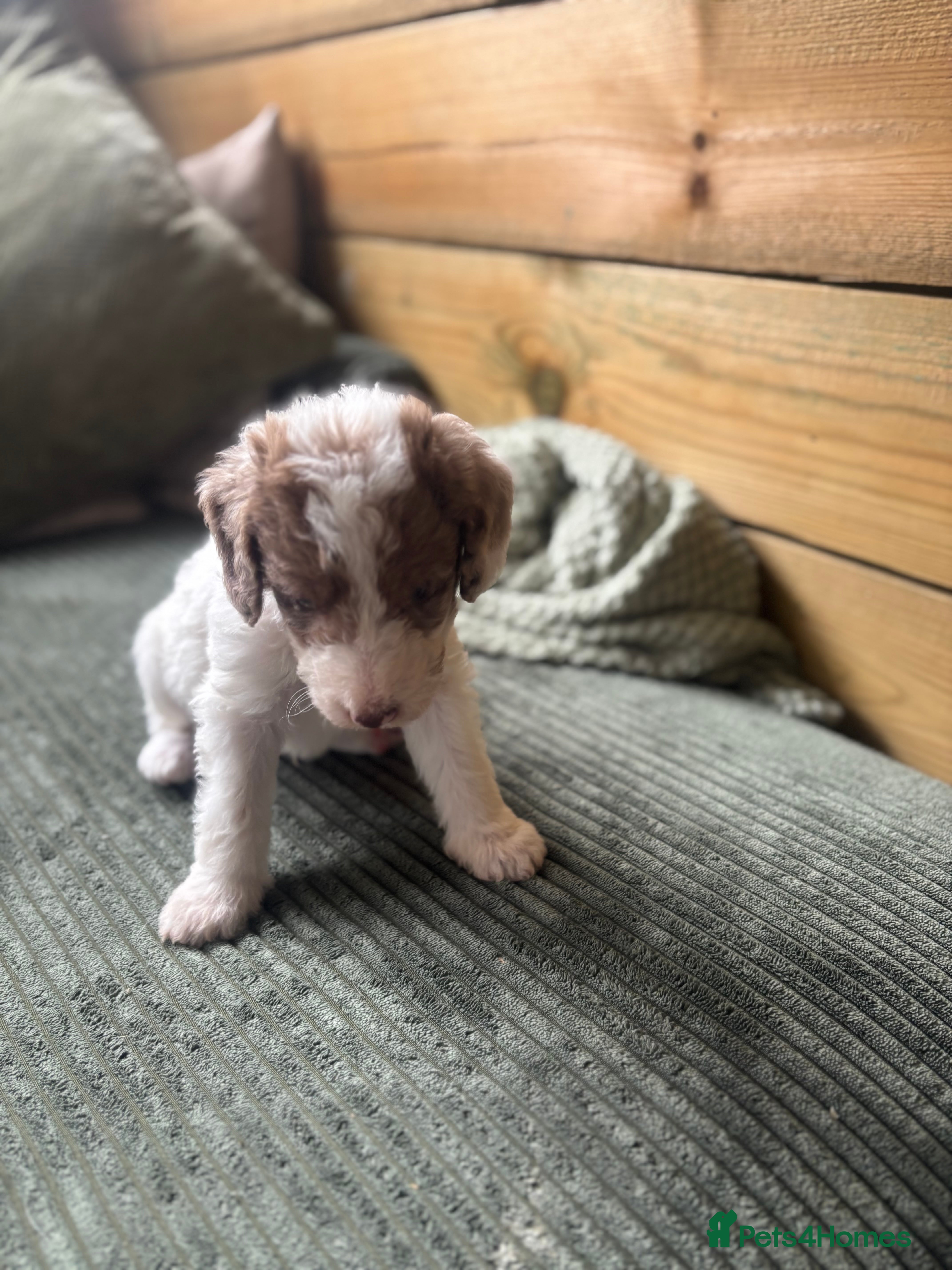 Labradoodle dogs Miniature labradoodle puppies  - Advert 2