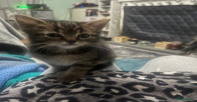 Domestic Shorthair cats - Advert 4