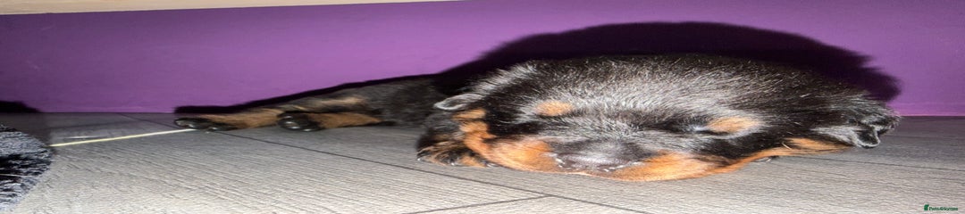 Rottweiler Pup - Light Pink