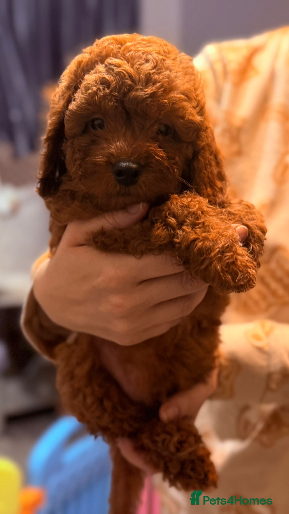 Toy Poodle dogs Toy poodle  puppies  - Advert 4