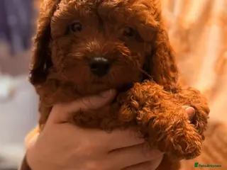 Toy Poodle dogs Toy poodle puppies - Advert 4