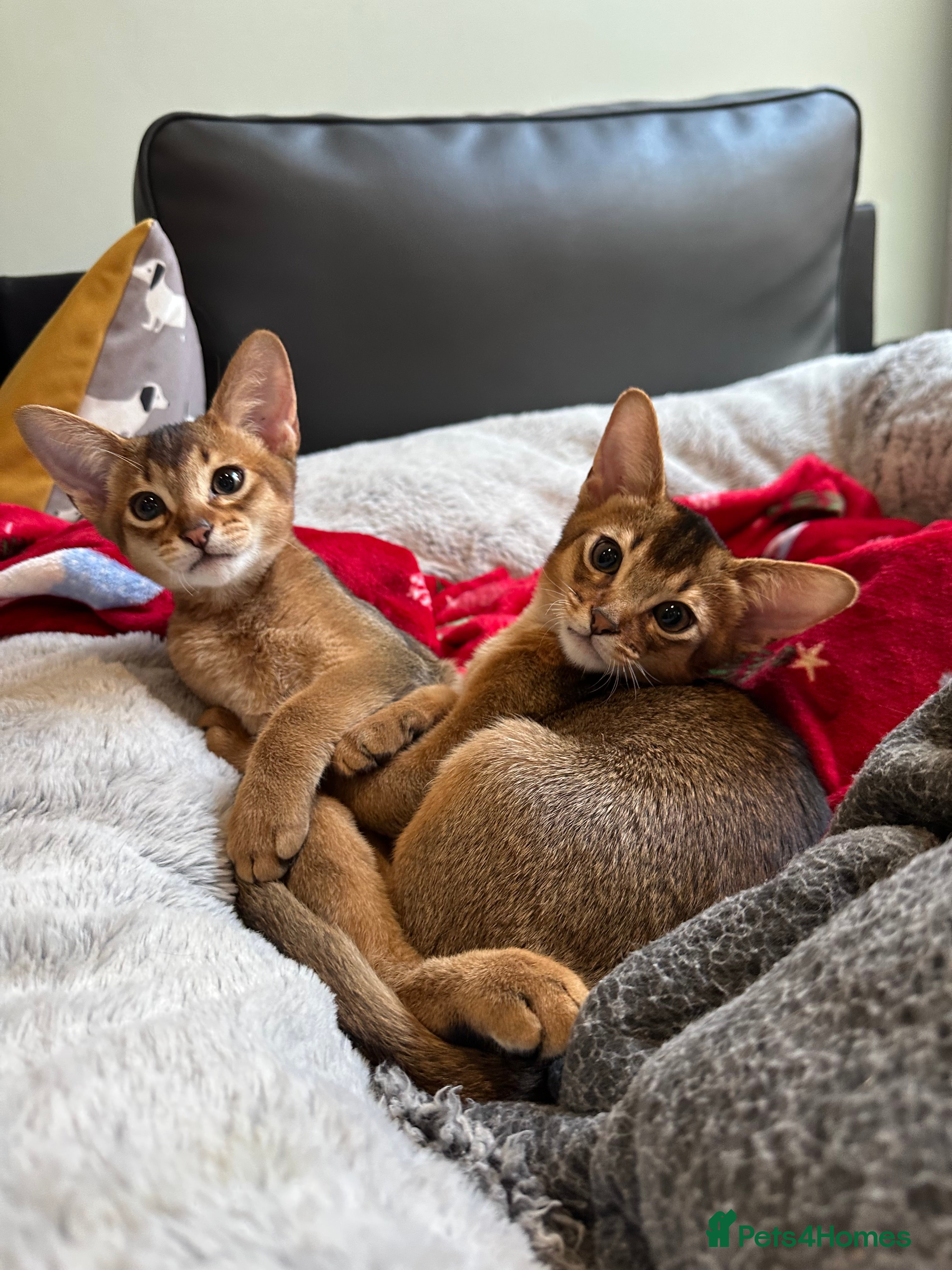 Abyssinian cats Pedigree Abyssinian kittens  - Advert 6