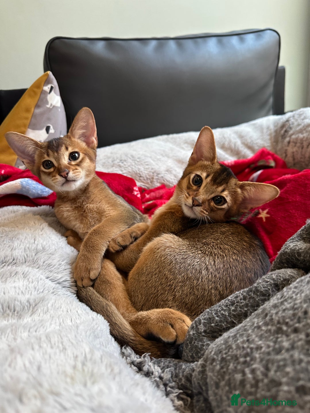 Abyssinian cats for sale: Pedigree Abyssinian kittens  - Advert 8