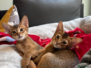 Abyssinian cats Pedigree Abyssinian kittens - Advert 6