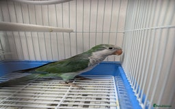 Parakeets birds for sale: Males and females DNA tested Quaker parrots babies - Image 15