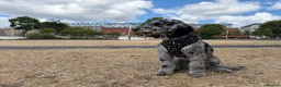 Cockapoo dogs for sale: Charlie  in Bourne - Advert 2