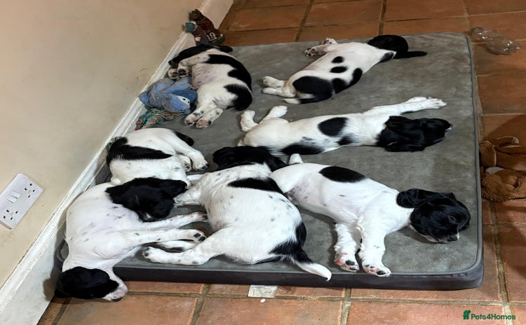 English Springer Spaniel dogs - Advert 1