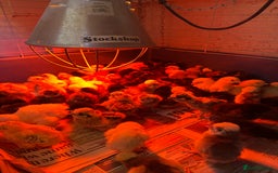 Chickens poultry for sale: Chicks silkie polish pekin hybrids pure breeds  - Image 1