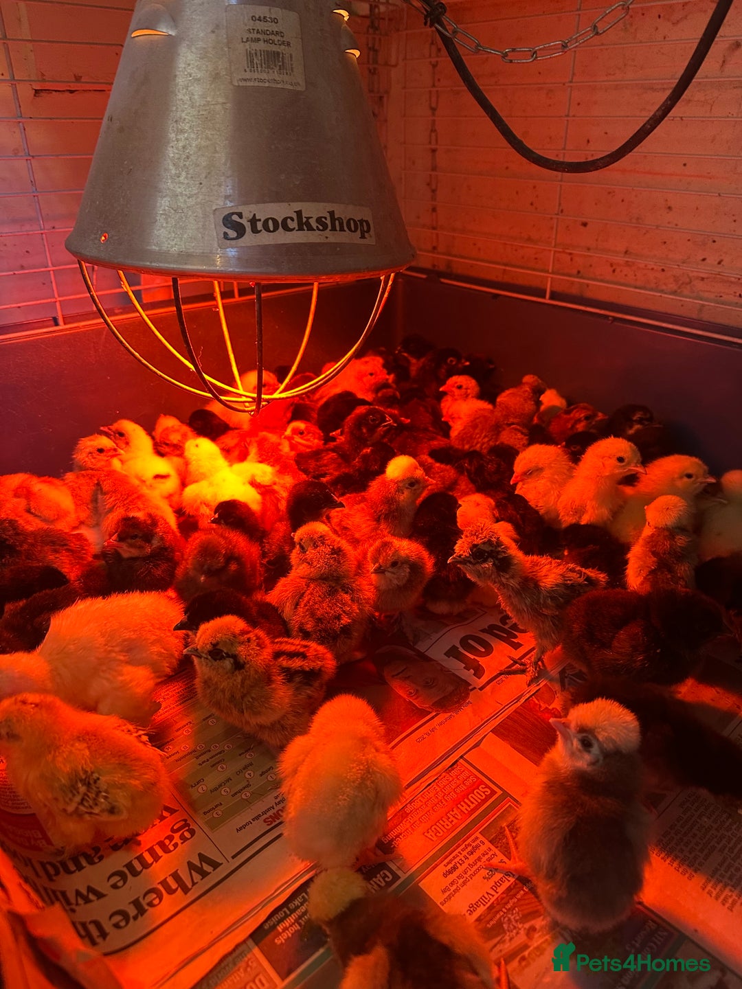 Chickens poultry for sale: Chicks silkie polish pekin hybrids pure breeds  - Image 1