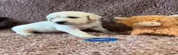 Golden Retriever dogs for sale: Gorgeous pups 2 boys - all tested - Advert 7