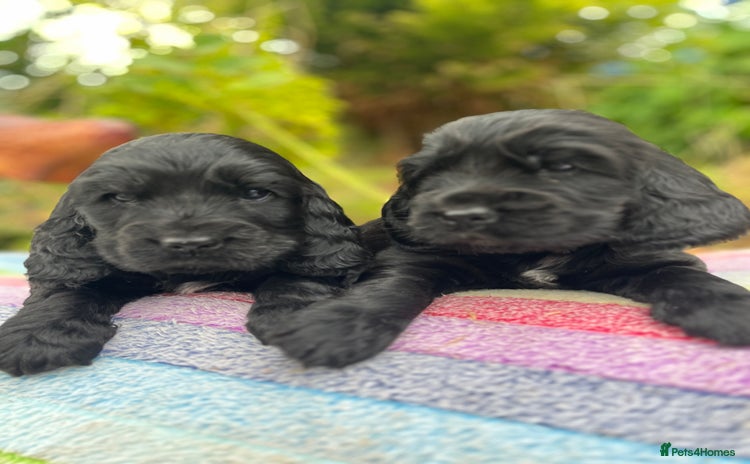 Cocker Spaniel dogs - Advert 10