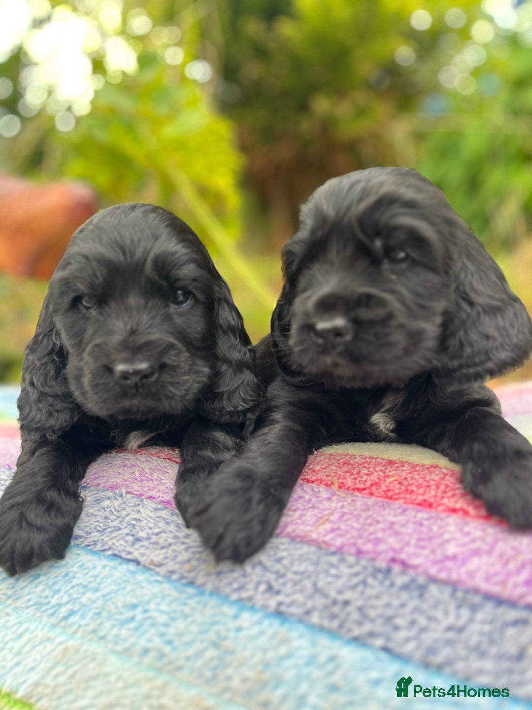 Cocker Spaniel dogs for sale: Beautiful cocker spaniel Boys  - Image 2