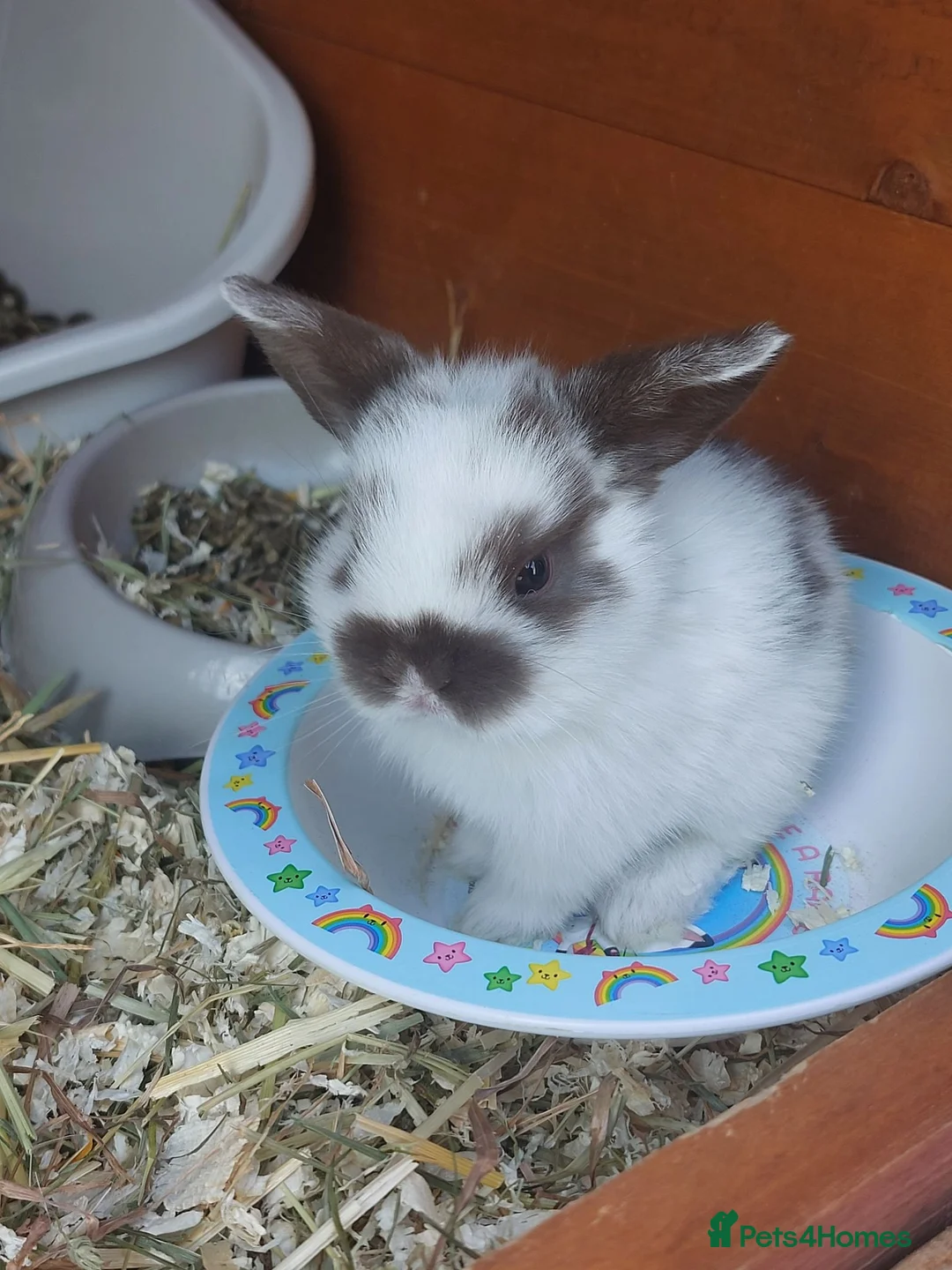 English Lop rabbits for sale: Pure bread lop  - Advert 2