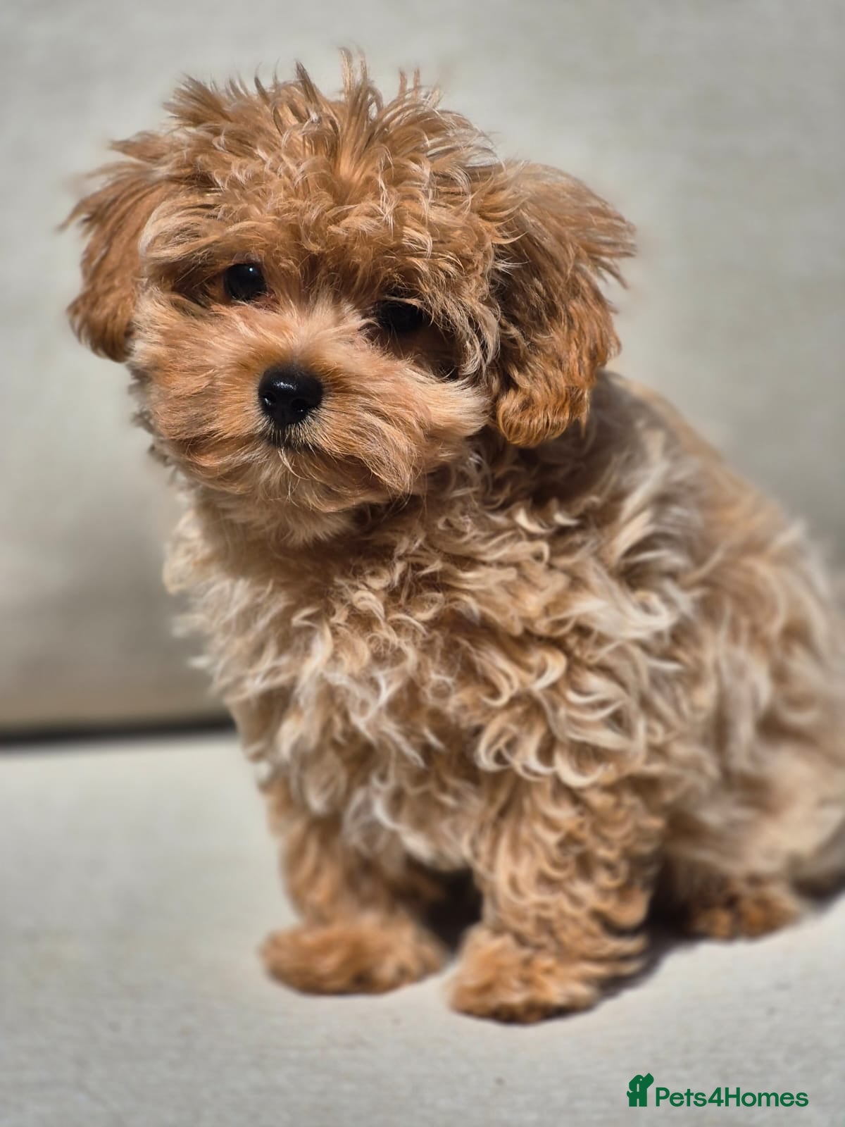 Maltipoo dogs 🐶Amazing Tiny Asian Korean Maltipoo Puppies🐶🦴  - Advert 1