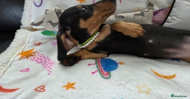 Miniature Dachshund dogs - Advert 15