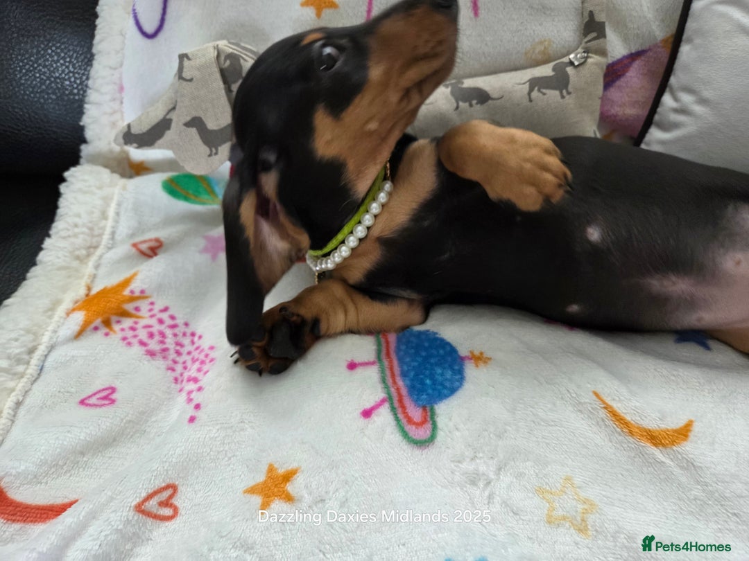 Miniature Dachshund dogs for sale: Shorthaired Minature Daschunds READY TO LEAVE NOW - Image 10