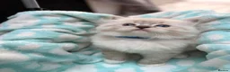 Ragdoll cats for sale: 🐾 GCCF Registered Ragdoll Boys ✨ Champion Lines - Advert 11