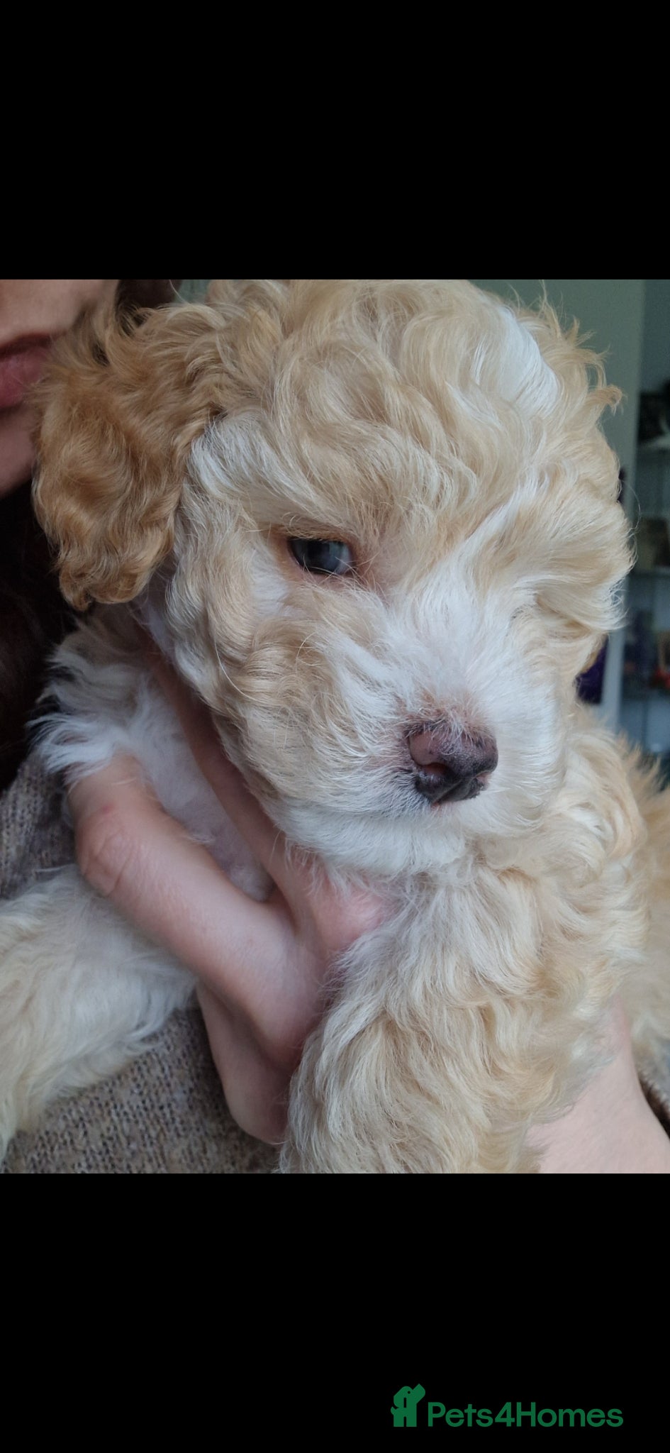 Maltipoo dogs Last Adorable Maltipoo Boy 💙 - Advert 8