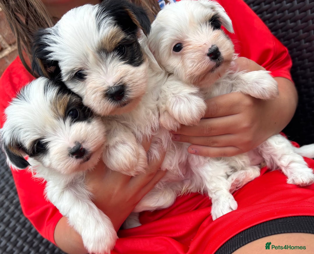 Biewer Terrier dogs for sale: Beautiful biewer terrier puppies 🩷 - Image 27