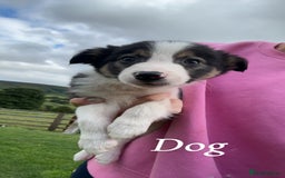 Border Collie dogs for sale: Border collie puppies ready now  - Image 16