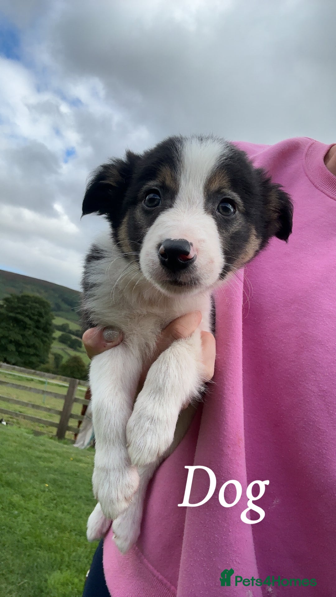 Border Collie dogs for sale: Border collie puppies ready now  - Image 16