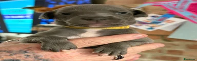 Whippet 2