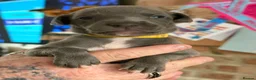 Whippet dogs for sale: STUNNING KC REG WHIPPETS  - Advert 5