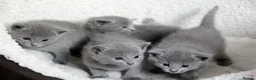 Russian Blue cats for sale: Pure Russian Blue Kittens Available to Reserve  - Advert 2