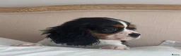 Cavalier King Charles Spaniel dogs for sale: 🐶 Health tested Cavalier King Charles Puppies 🐶  - Advert 7