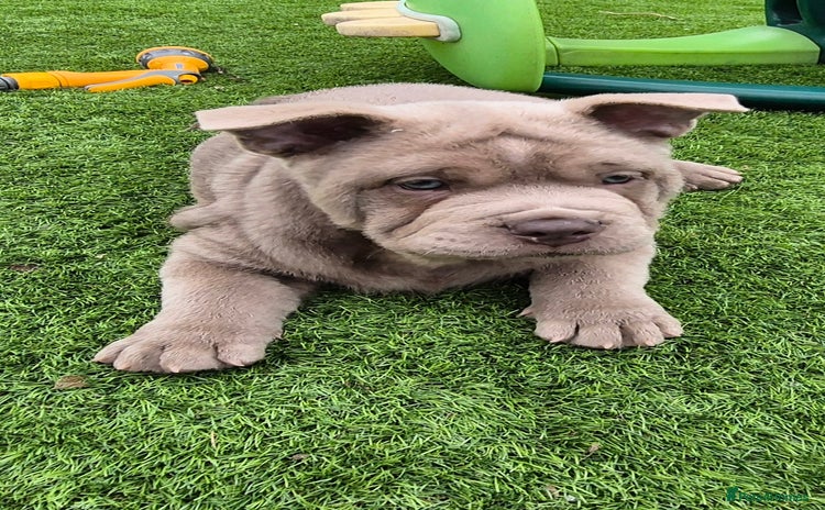 Mixed Breed dogs - Advert 1