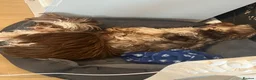 Yorkshire Terrier dogs for sale: Two Yorkshire terriers - mum and son  in Fleetwood - Advert 8