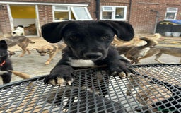 Mixed Breed dogs for adoption: Barney - Norwich norfolk  - Image 10
