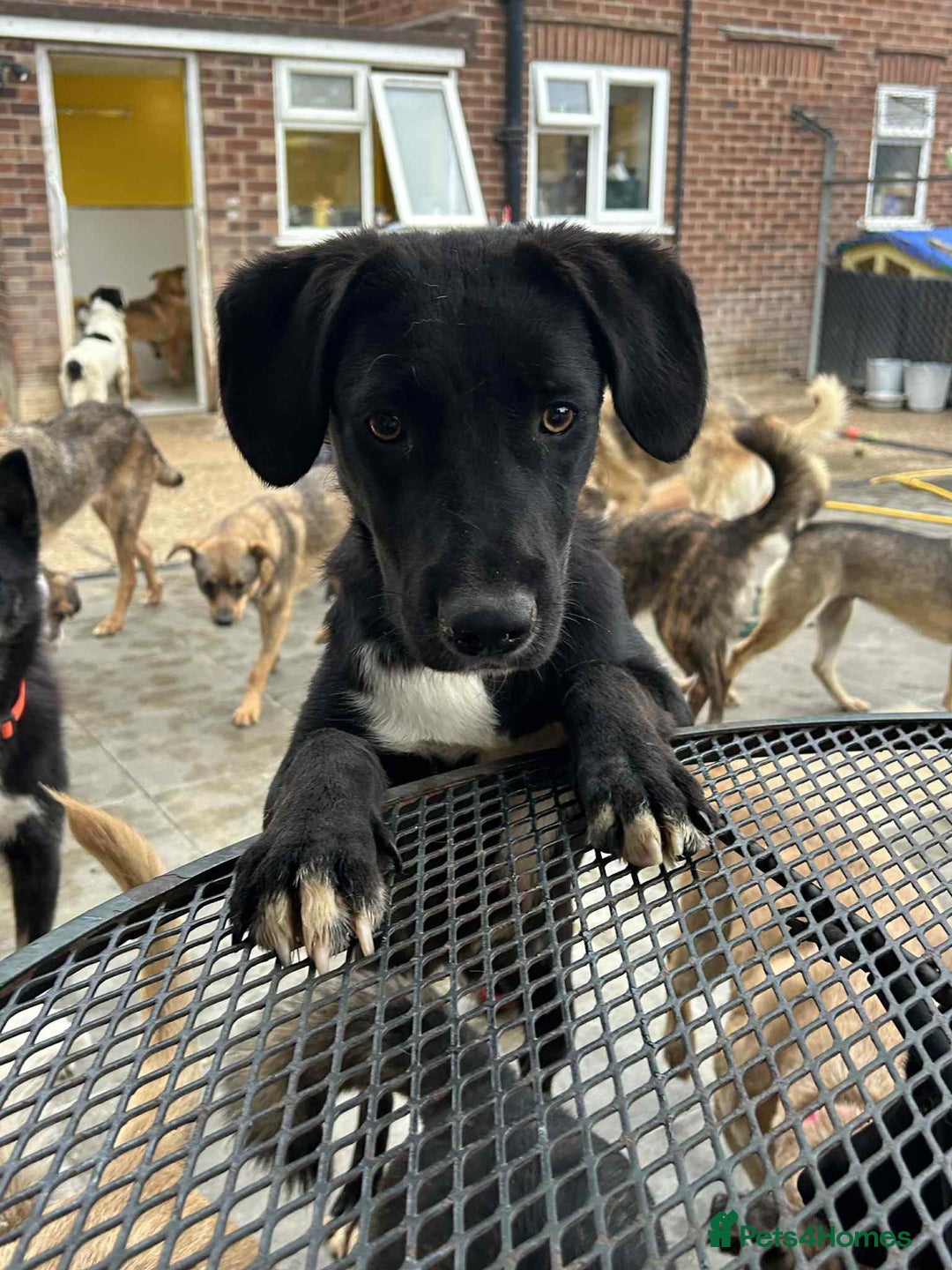 Mixed Breed dogs for adoption: Barney - Norwich norfolk  - Image 10