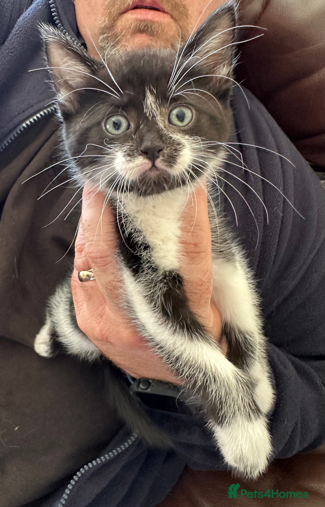 Mixed Breed cats for sale: 4 Beautiful Kittens - Maine Coon Mix - Image 6