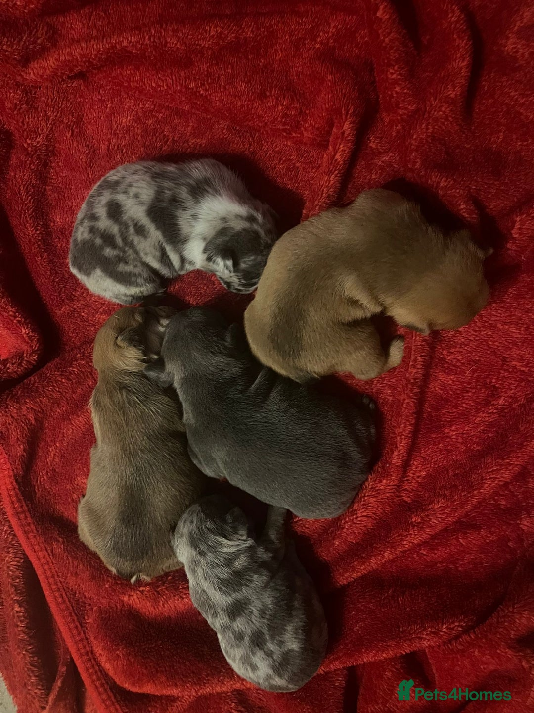 French Bulldog dogs for sale: Frenchie puppies looking for their forever home - Image 12