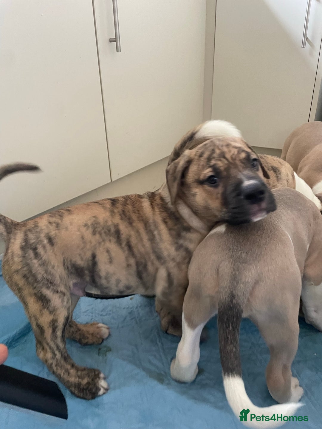 Mixed Breed dogs for sale: READY TO LEAVE! Presa X Doberman- 4 remaining!! - Advert 6