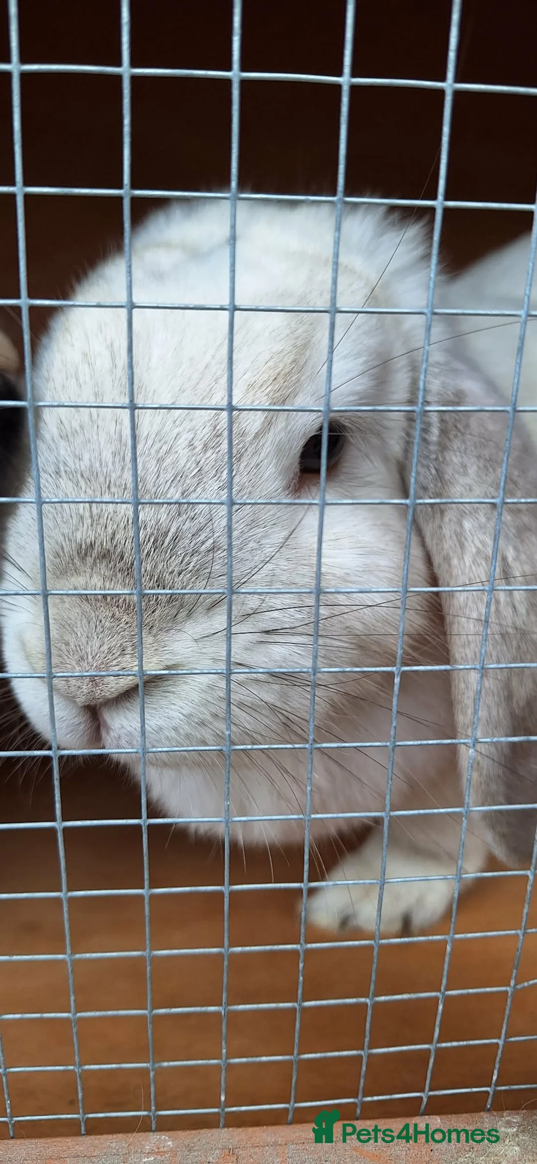 English Lop rabbits for sale: Broken Black Tort and Cream lop doe  in Wakefield - Advert 3