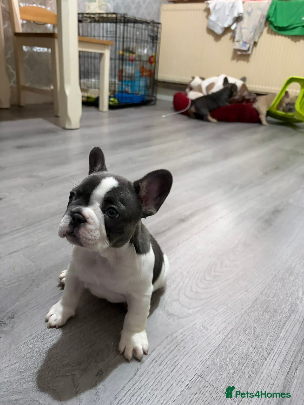 French Bulldog dogs French bulldog puppies  - Advert 1