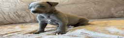 Whippet dogs for sale: ❤️ BEAUTIFUL BLUE WHIPPETS KC REGISTERED❤️ - Advert 8