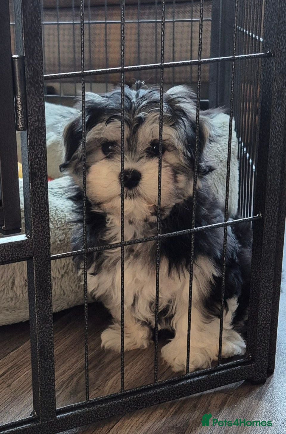 Maltese dogs 2 Maltese/Havanese Puppies left - Advert 2