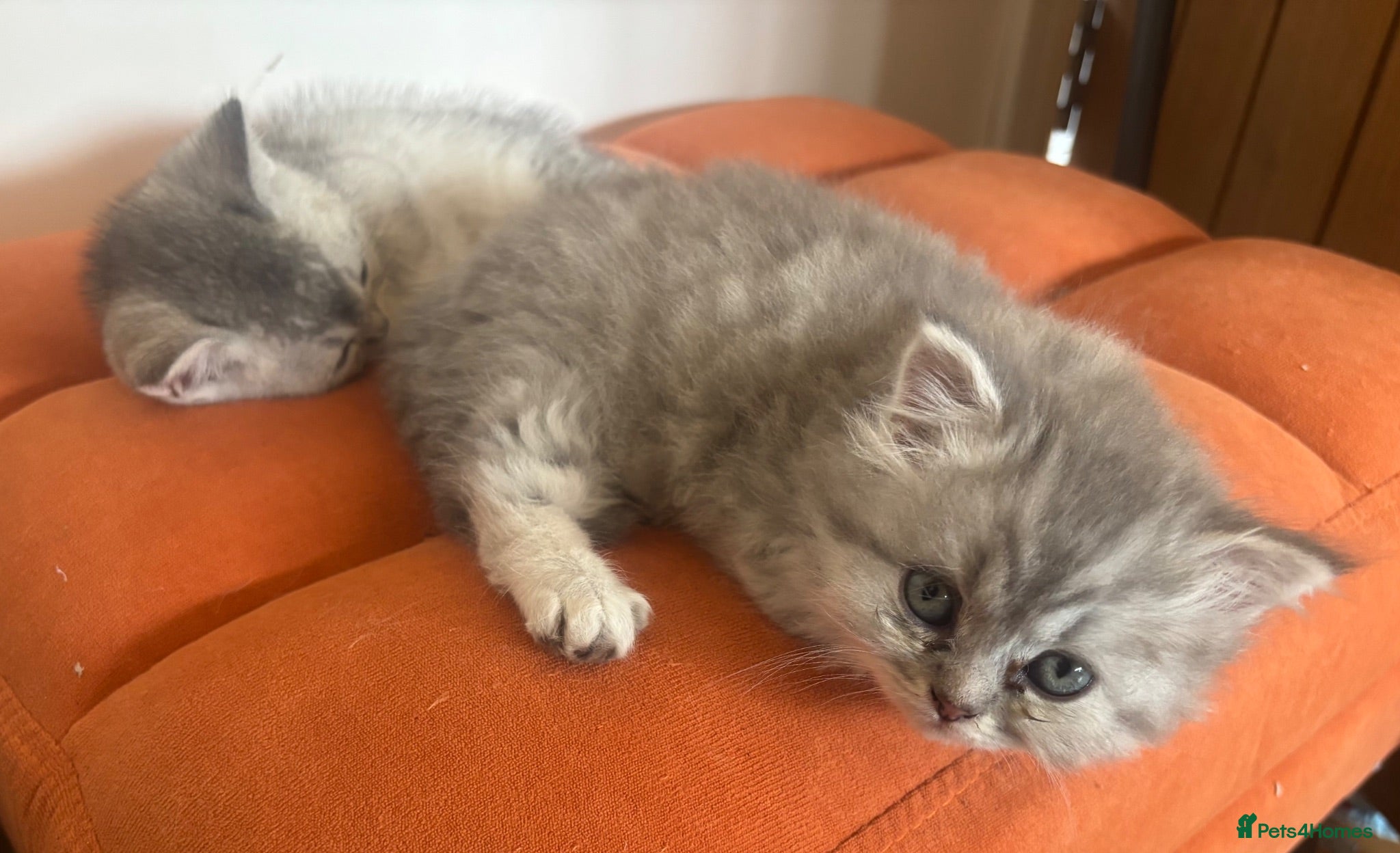 British Longhair cats Stunning litter of BSH with one BLH - Advert 1