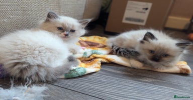 Ragdoll cats - Advert 4