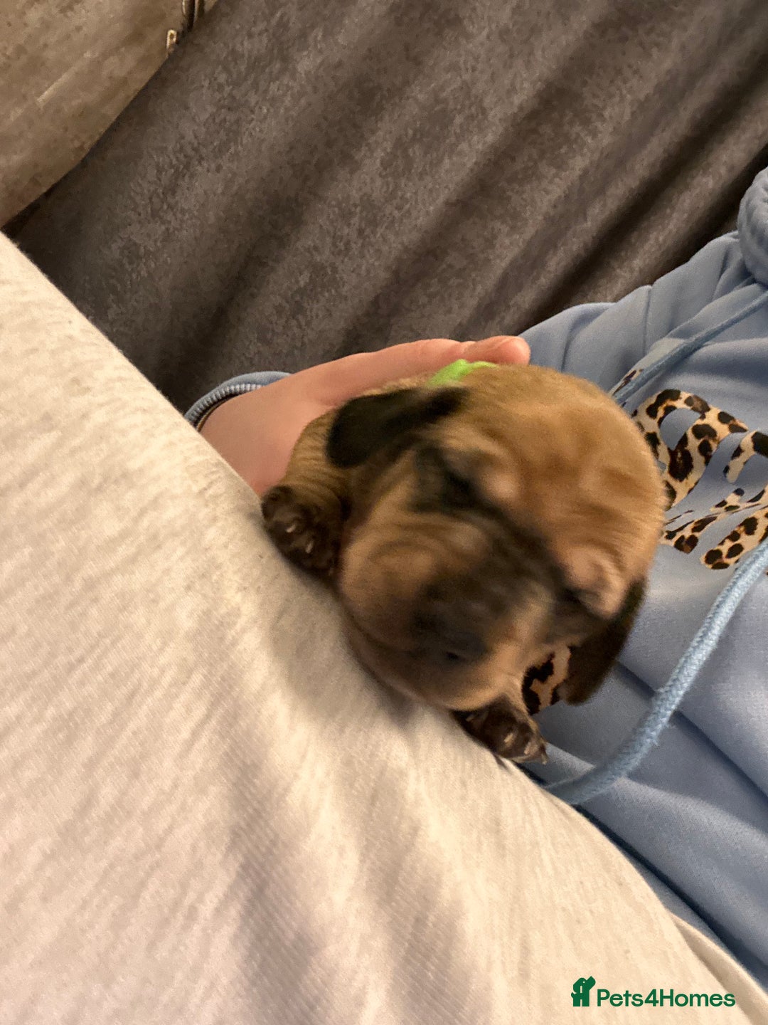 Dachshund dogs for sale: Litter of 8 beautiful dachshund puppies🩵🩷 - Advert 7