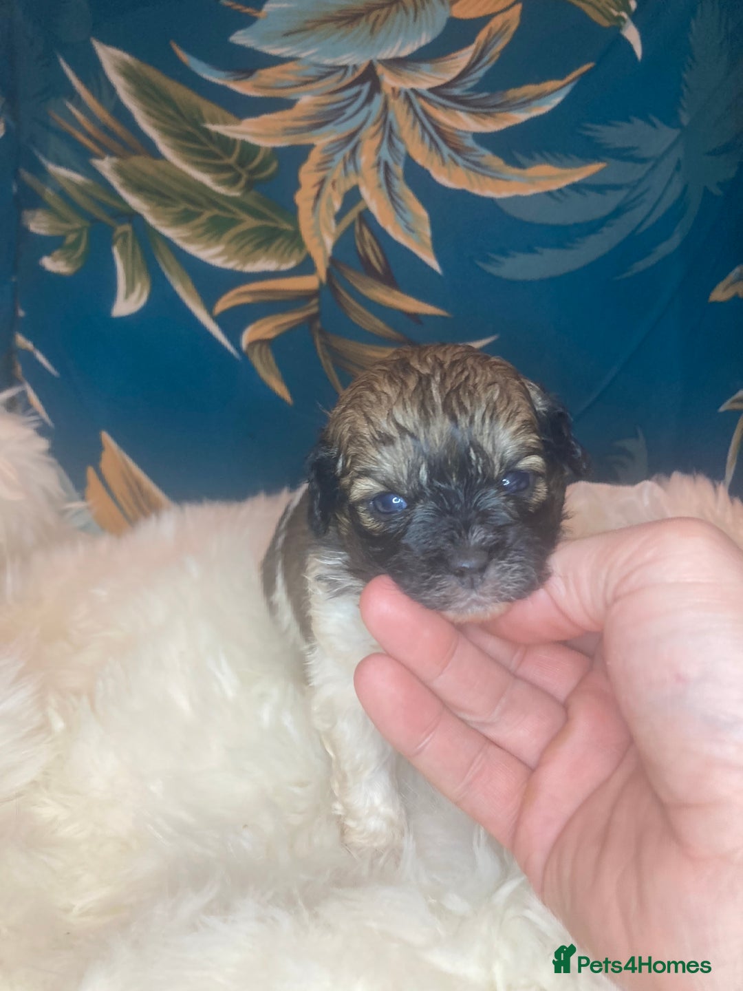 Shihpoo dogs for sale: Payment plans available Toy shihpoo puppies  - Image 15